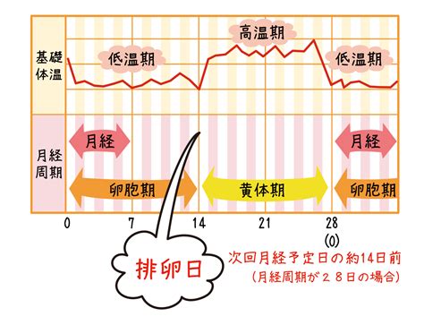 妊娠危険日計算|排卵日チェッカー・安全日 危険日・妊娠しやすい日。